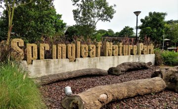 springleaf-nature-park-near-upper-thomson-road-condo-by-guocoland-hong-leong springleaf-nature-park-near-upper-thomson-road-condo-by-guocoland-hong-leong